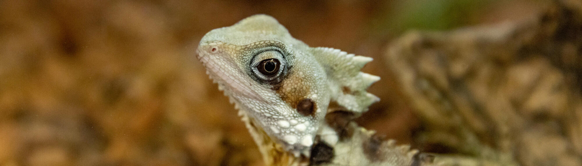 Close up of Boyd S Forest Dragon, it has light green and brown scales with spikes along its spine and a brown reptilian eye.